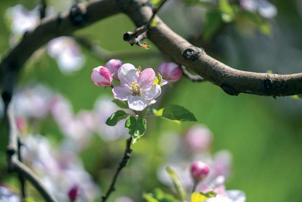 Fleurs de pommier