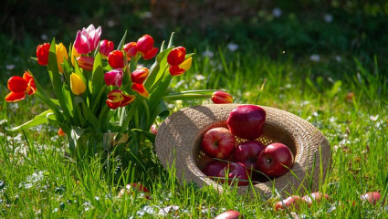 Nature - Plante - Fleurs - Pommes