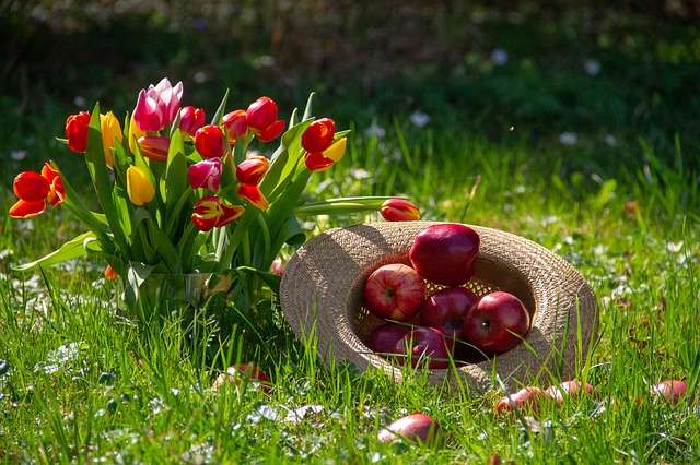 Nature - Plante - Fleurs - Pommes