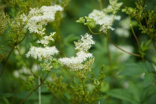 La reine-des-prés contre les rhumatismes et les douleurs articulaires-  Plantes et Santé