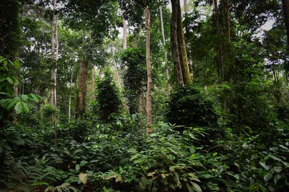 La forêt primaire du Gabon