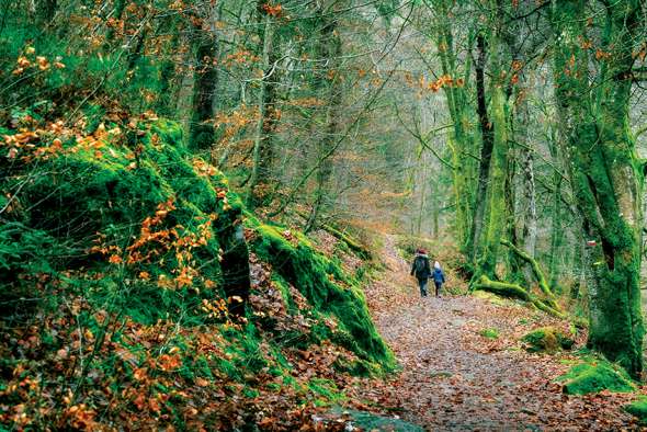 Marchez en forêt pour votre immunité