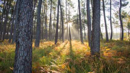 Forêt landaise