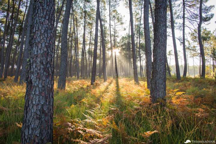 Forêt landaise