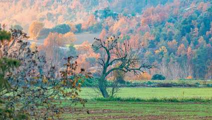 Comment adapter les forêts au réchauffement climatique ?