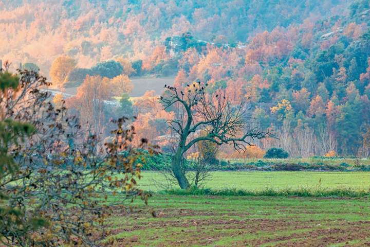 Comment adapter les forêts au réchauffement climatique ?