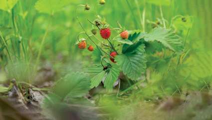 Le fraisier des bois, le meilleur fruitier sauvage