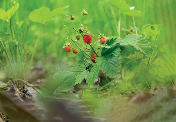 Le fraisier des bois, le meilleur fruitier sauvage