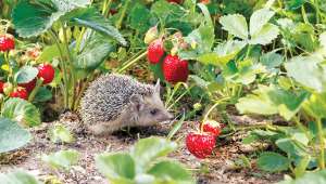 Les pesticides modifient le goût de la fraise
