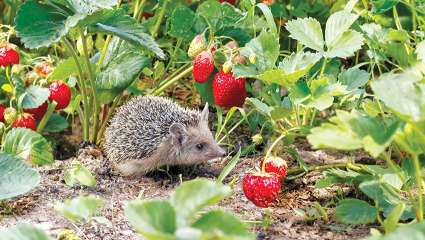 Les pesticides modifient le goût de la fraise