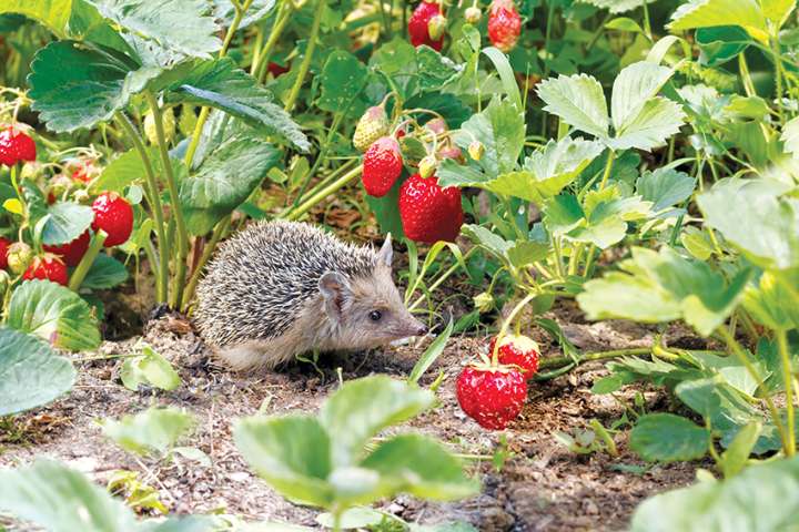 Les pesticides modifient le goût de la fraise