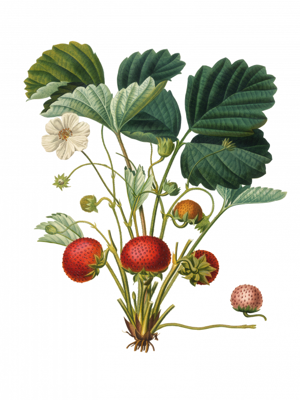 Fraisier (Fragaria)