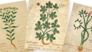 Un panorama  de la pharmacopée antique Anniversaire de la naissance de Pline l'Ancien