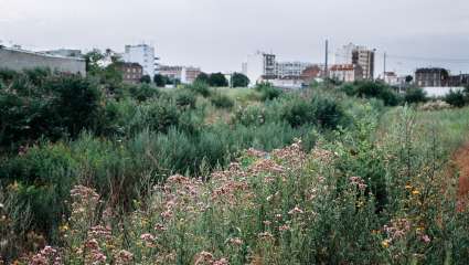 Friche urbaine