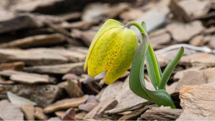 Fritillaria delavayi