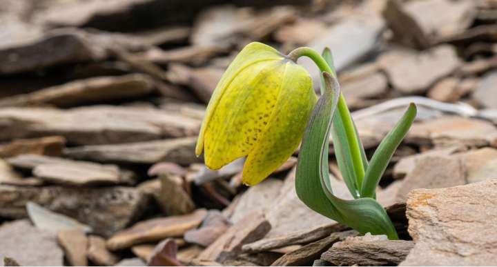 Fritillaria delavayi