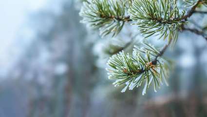 Votre trousse aroma pour l'hiver