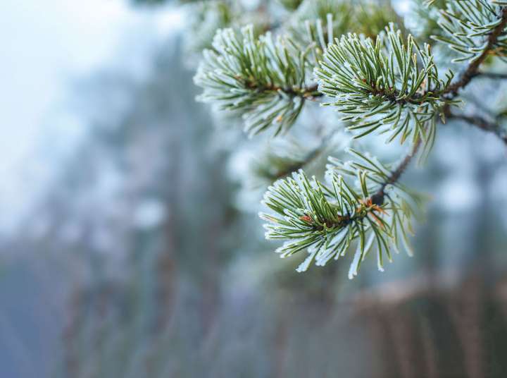 Votre trousse aroma pour l'hiver