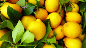 Citron (Citrus limon)