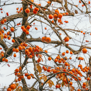 Diospyros kaki