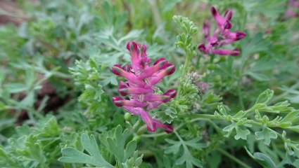 Fumeterre, Fumaria officinalis