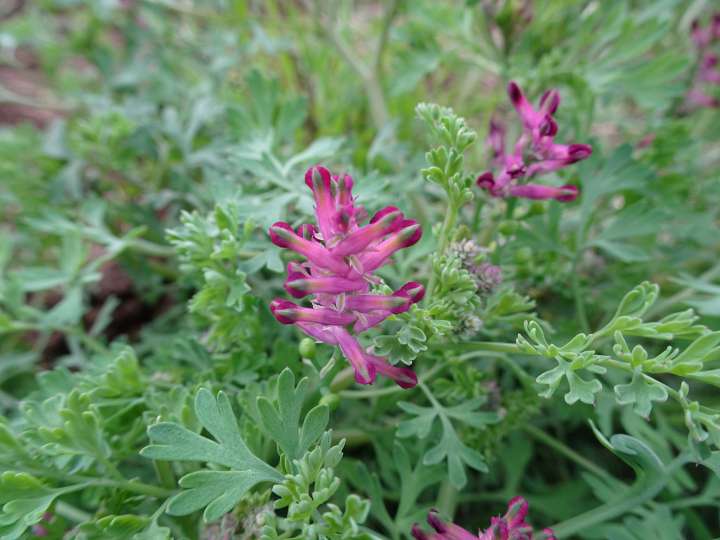 Fumeterre, Fumaria officinalis