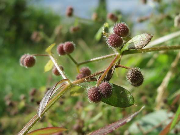 Gaillet gratteron (Galium aparine)