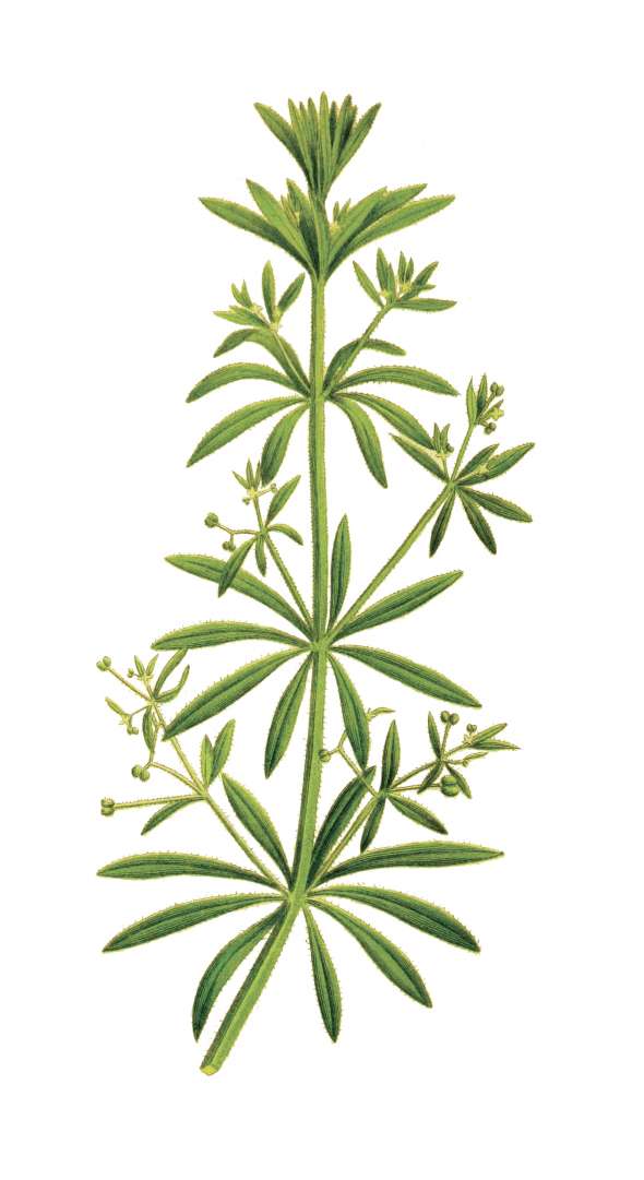 Gaillet gratteron (Galium aparine)