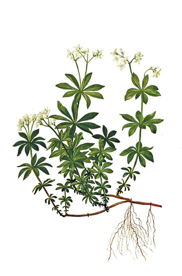 Aspérule odorante (galium odoratum)