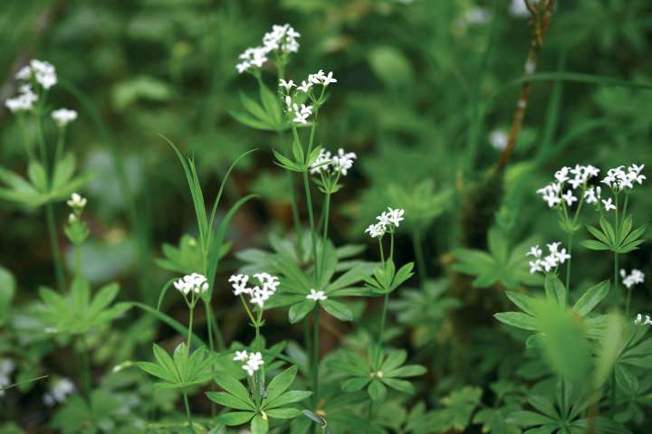 Aspérule odorante (galium odorante)