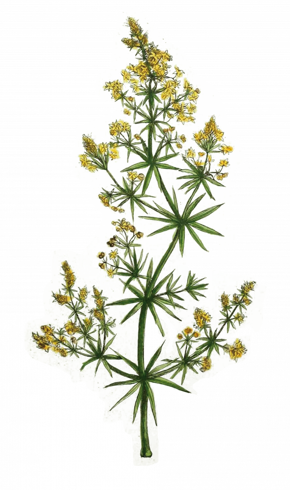 Gaillet jaune (galium verum)