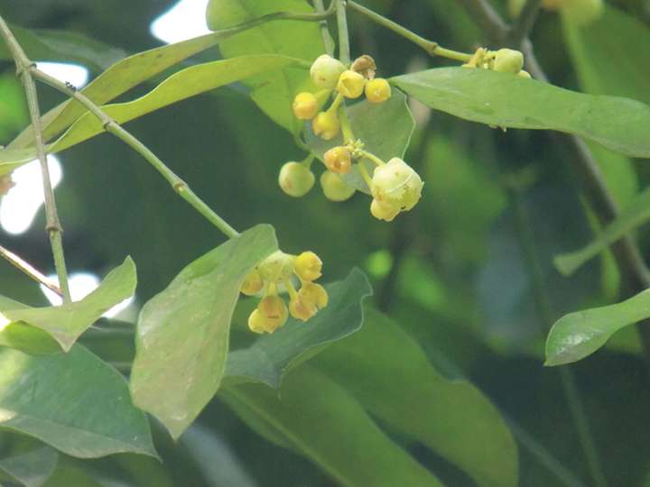 Garcinia kola