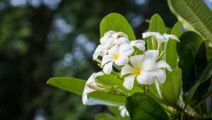 Gardenia tahitensis, fleur de tiaré 