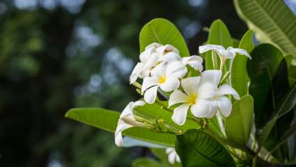 Gardenia tahitensis, fleur de tiaré 