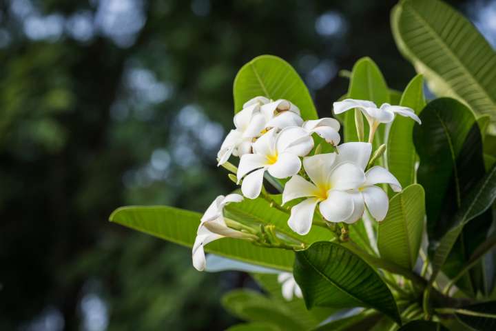 Gardenia tahitensis, fleur de tiaré 