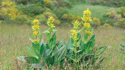 Gentinae contre l'arthrose