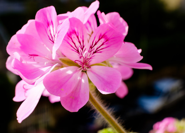 Géranium (Pelargonium)