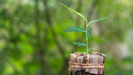 Le gingembre : un fleuron médical