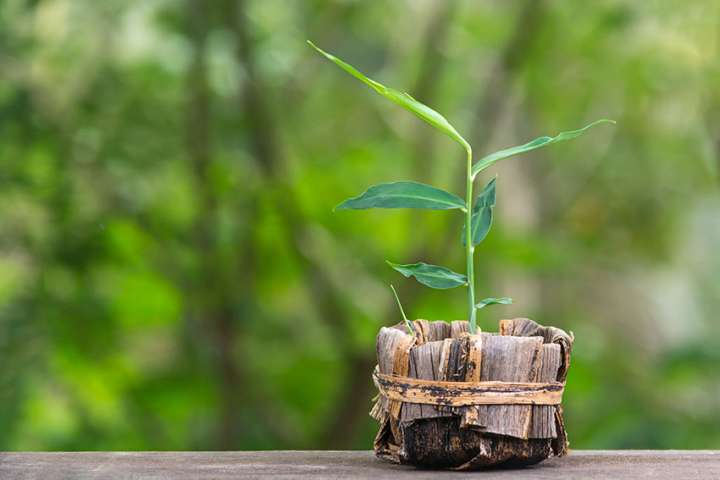 Le gingembre : un fleuron médical