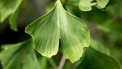 Ginkgo biloba