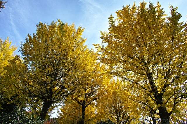 Le Ginkgo biloba