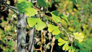 Du ginkgo contre les maladies inflammatoires