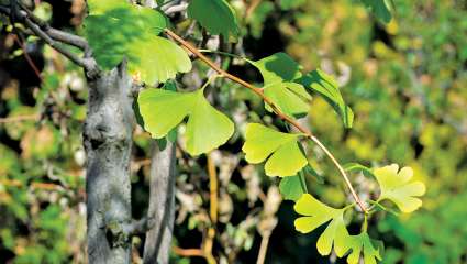 Du ginkgo contre les maladies inflammatoires