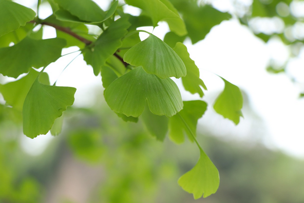 Le Ginkgo (Ginkgo biloba) - Propriétés, vertus et limites - Plantes et Santé