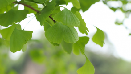 Ginkgo biloba (Arbre aux quarante écus)