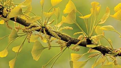 Le ginkgo biloba, source de flavonoides