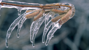 Froid : remédier naturellement aux engelures