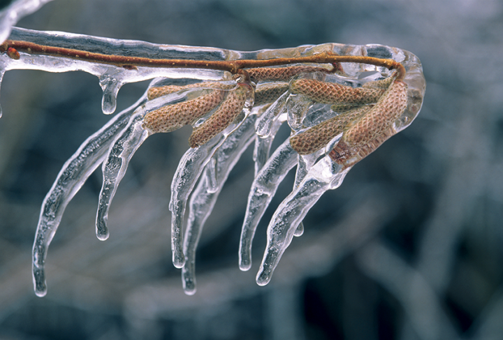 Froid : remédier naturellement aux engelures