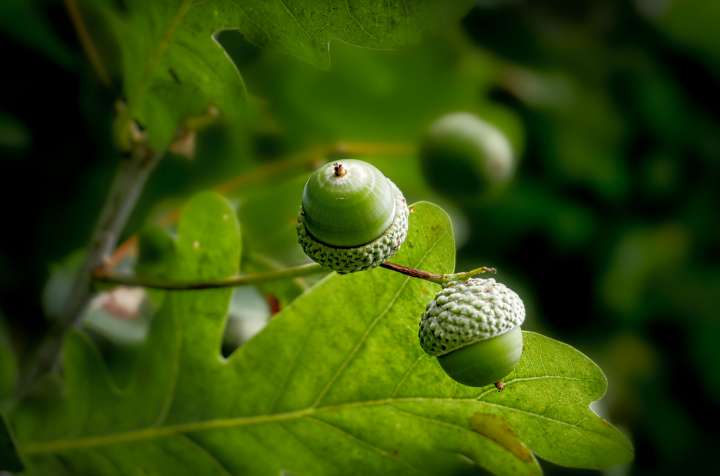 Les plantes transmettent  leur microbiote