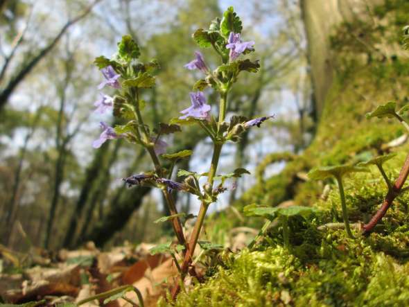 Lierre terrestre (Glechoma hederacea)